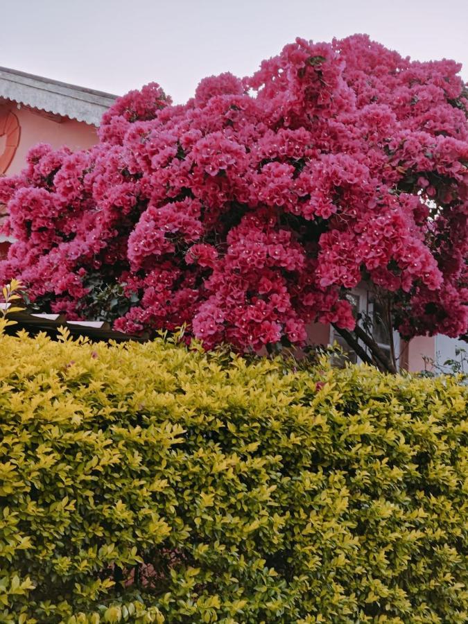Camellia Heights 1&2 Panzió Coonoor Kültér fotó